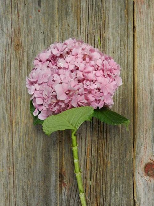 MAGICAL PINK 20-25 CM PINKHYDRANGEAS